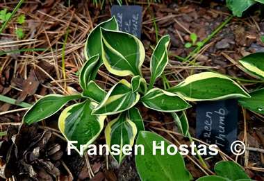 Hosta Little Ice Mouse